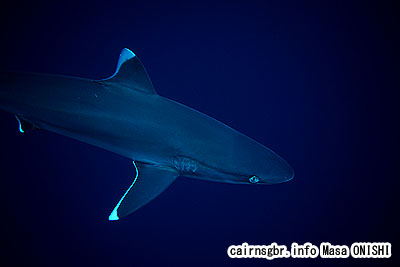 ツマジロ/Carcharhinus albimarginatus/Silvertip shark